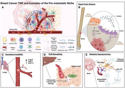 The covert symphony: cellular and molecular accomplices in breast cancer metastasis